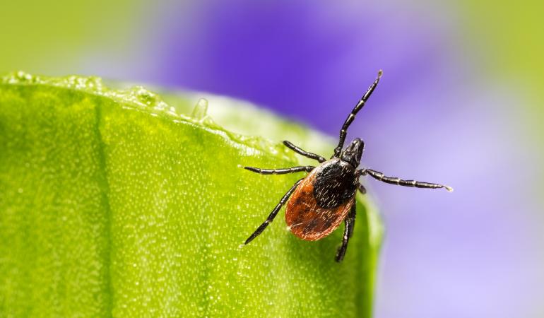 Teek op zoek Teek op zoek op een afgebroken blad