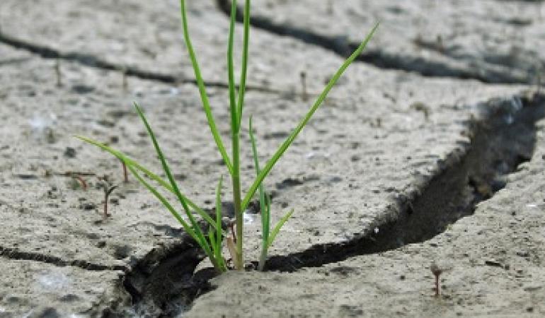 Uitgedroogde grond met scheuren met daartussen 1 grassprietje