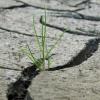 Uitgedroogde grond met scheuren met daartussen 1 grassprietje