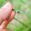 Teken begeven zich vaak in hoog gras en op bladeren